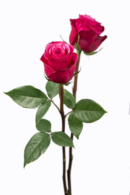 优雅孤立的粉红色玫瑰花在白色背景上茎顺滑植物