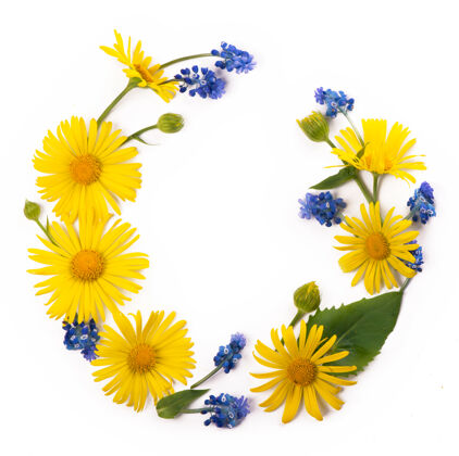花花合成.圆形黄色和蓝色的花做成的框架 白色背景上的桉树枝植物木材花