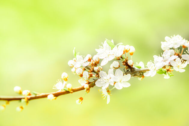 美丽春天樱花盛开树植物果园