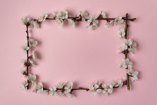 樱桃春天开花的枝条在粉红色的背景上frame.template.background背景.实体模型花美丽乡村