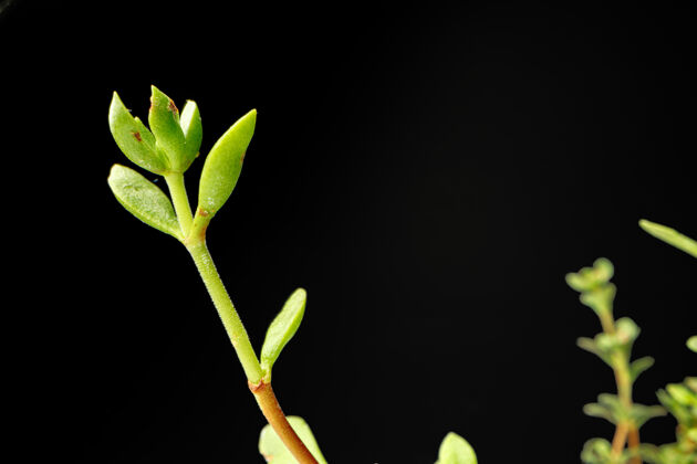 园艺黑色背景上的绿色小嫩芽特写有机的新鲜幼嫩植物