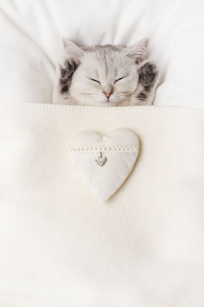 垂直一只可爱的白色英国小猫睡在白色针织毛毯下 心形是白色的纺织品猫猫柔软
