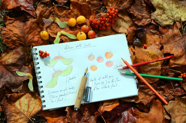 枫树秋天的枫树 海棠和罗汉的果实在森林的落叶上形成了静物户外绘画生活方式