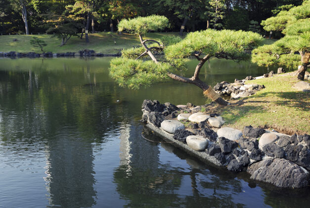 娱乐有松树的日本湖气味东京花园