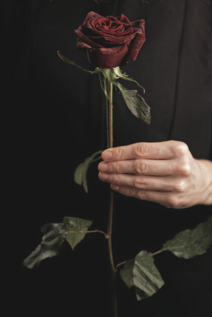 女士一个拿着红玫瑰的女人礼物浪漫叶