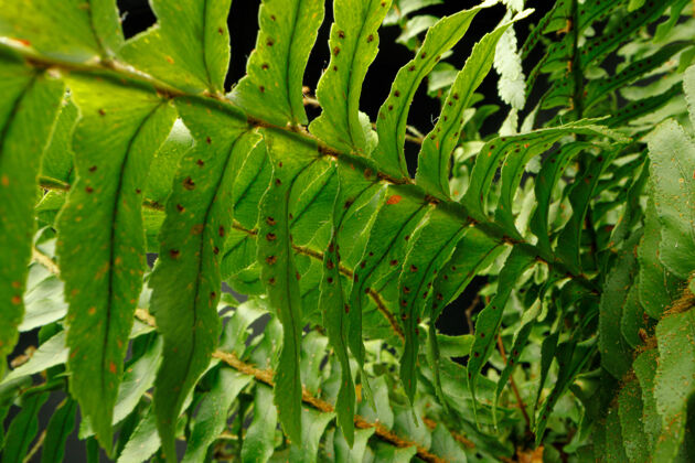 美丽黑色背景上蕨类植物树枝的特写照片树叶绿色生长