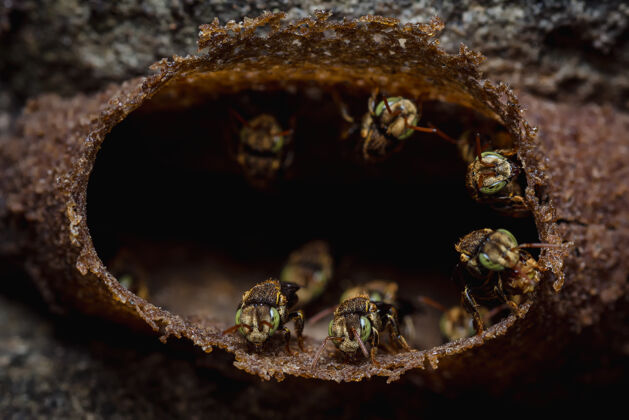 害虫小天使蜜蜂的蜂巢在水泥墙上世界草热带