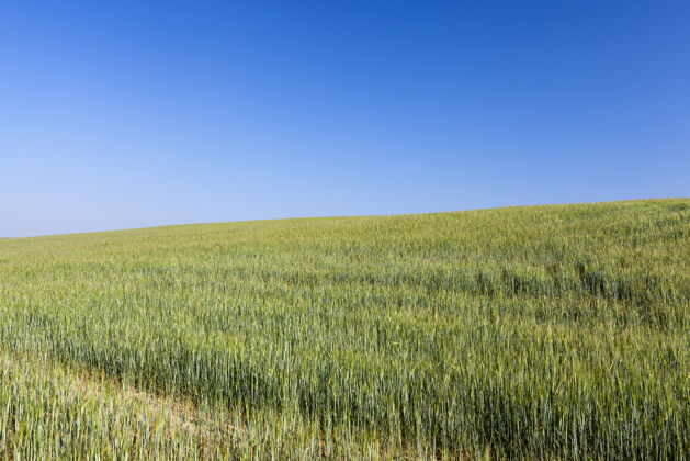 生长农耕地里种着黑麦 夏天的时候种着黑麦稻草时间玉米