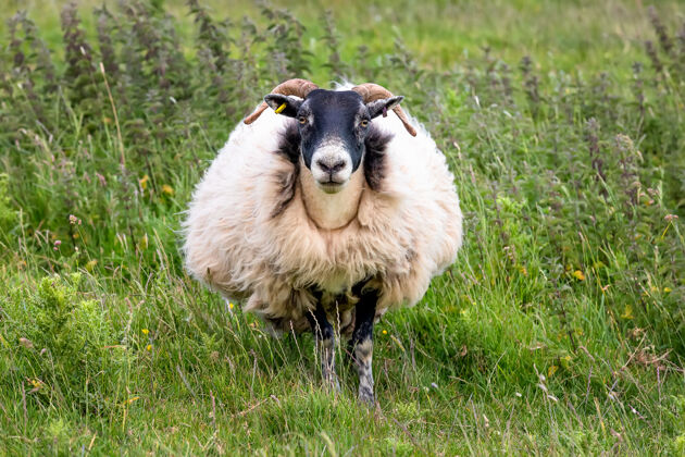 花英国家养绵羊在盛开的夏天散步草地.uk!花 动物 草 羊 领域 英国 羊毛 草地 毛皮 国内