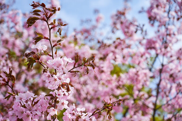 三月樱花盛开 树木和天空都很模糊背景.copy空间细节开花四月
