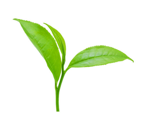 植物白上隔离绿茶叶有机自然白