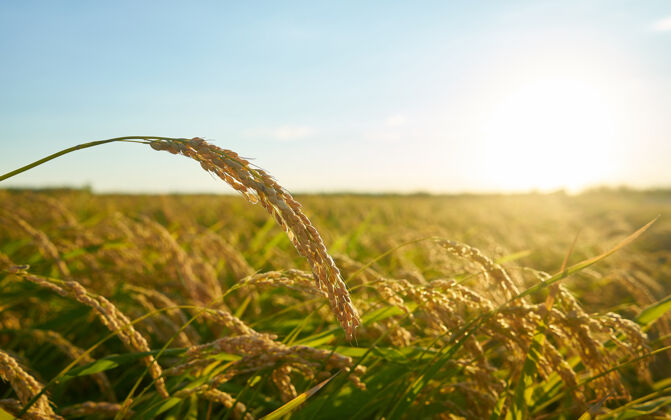 农场巴伦西亚日落时种植水稻的细节 种植园在外福克斯赖斯植物种子中的谷物日落西班牙农作物