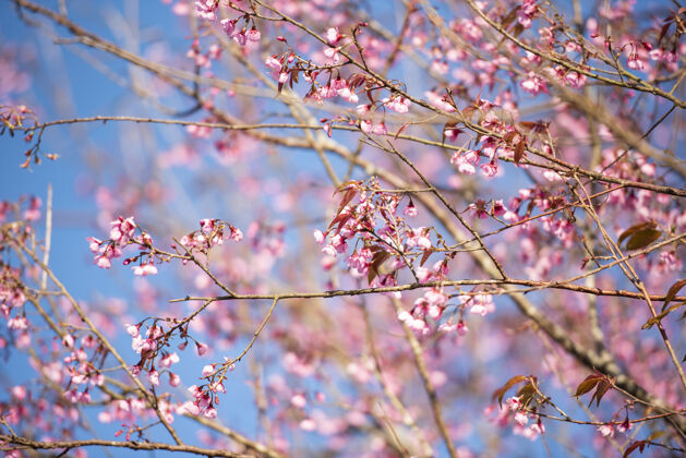 花野生的喜马拉雅樱花 美丽的粉红樱花在冬天的风景叶冻自然