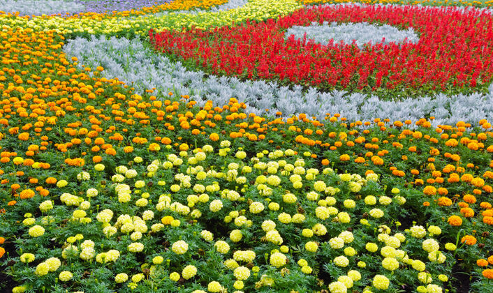 花坛橘黄色的万寿菊花 红色的猩红色的鼠尾草在花坛上五颜六色植物学颜色