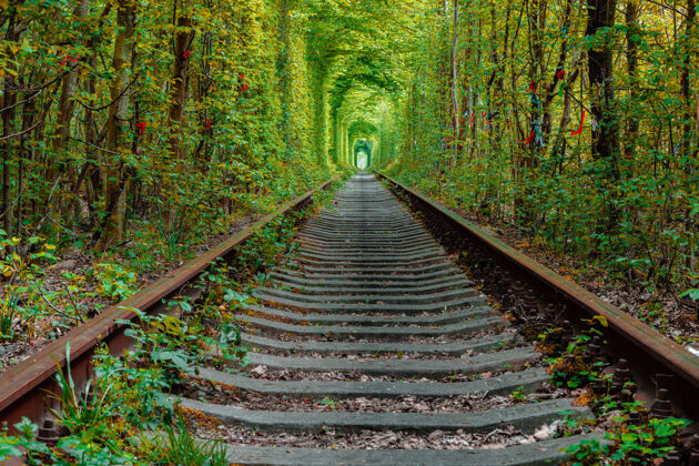 季节春林隧道里的一条铁路道路树叶乌克兰
