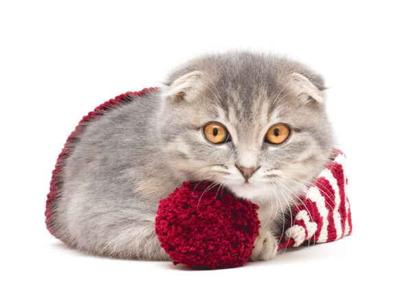 毛茸茸的在白色背景上戴着红白相间针织帽子的小猫爱小年轻