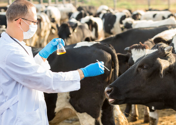 牛肉医生给农场的动物体检农村检查牧场