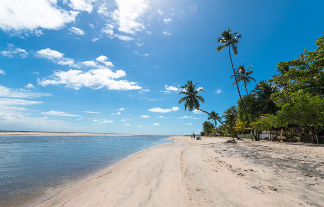 天堂巴西巴伊亚岛上的热带海滩 有倾斜的椰子树椰子树自然风光巴西