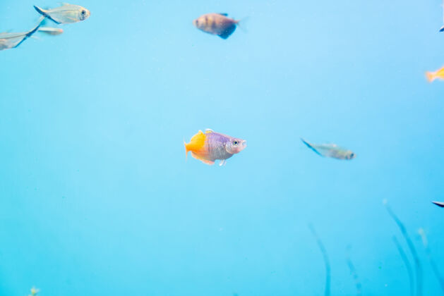 环境鱼缸里的鱼和风景野生动物海洋动物盐水