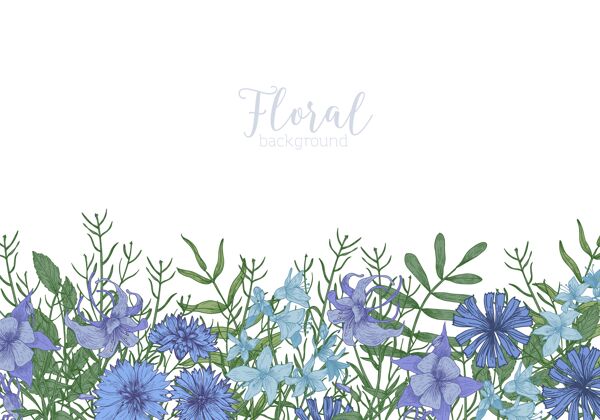 花长方形背景装饰有蓝色野花和草地开花草本植物底部边缘春天底部矩形
