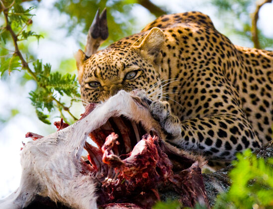 狩猎豹子正在树上吃猎物猎人动物保护大猫