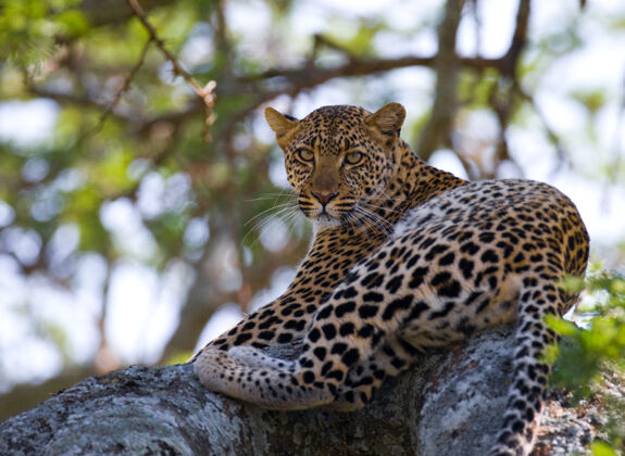 哺乳动物豹子躺在树上自然猎人国家公园