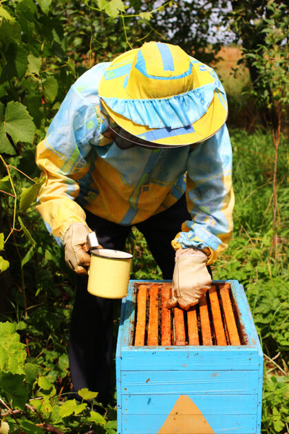 殖民地养蜂人用糖浆喂蜜蜂蜜蜂蜂巢人