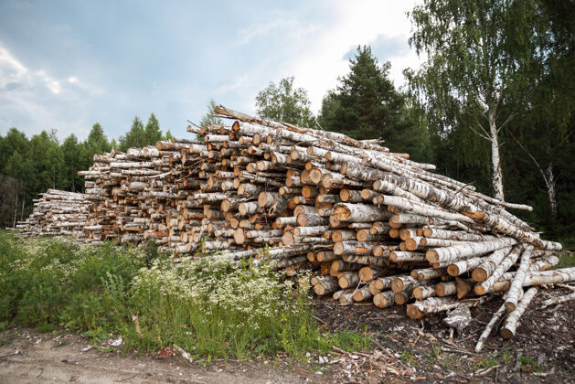 堆栈树木的树干被砍下来堆放在前景 绿色的森林环材料能源