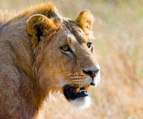 热带草原一头雄狮的画像野生动物园大猫骄傲