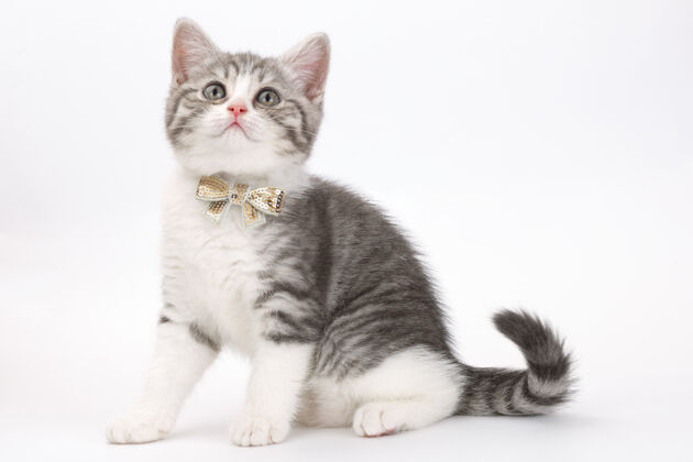 小一只脖子上带着蝴蝶结的灰色小猫坐在白色的地面上仰望苏格兰纯种肖像