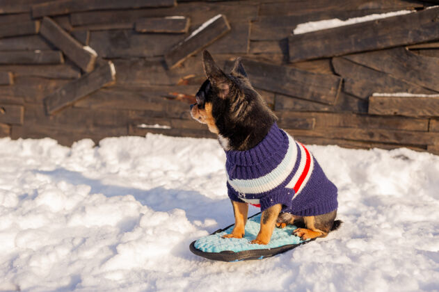 可爱奇瓦瓦在花园里散步雪吉娃娃穿着冬天的衣服在雪上夹克自然狗