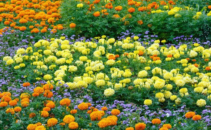 季节花坛上有橙色和黄色的万寿菊花植物学花坛五颜六色