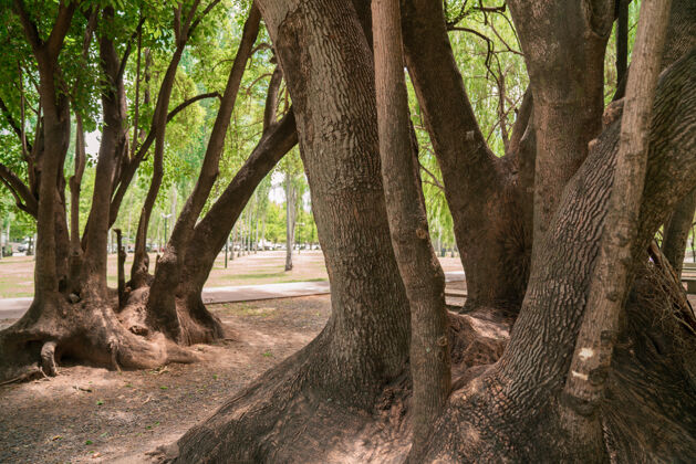 树枝大树根的树干在公园里公园树干树皮