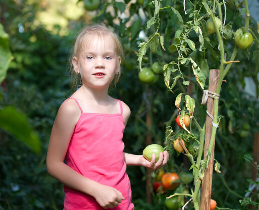 收获番茄园里的小女孩收藏农场儿童
