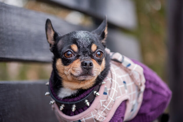 小宠物狗吉娃娃在街上散步吉娃娃街一只狗遛狗秋天在公园散步肖像品种哺乳动物
