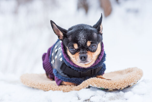 夹克寒风中的小狗夹克冬天吉娃娃穿着冬天的衣服在雪上服装毛皮品种