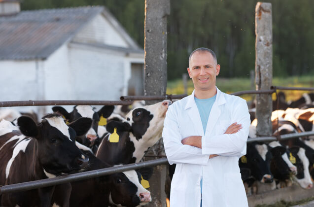 农业一个穿着白大褂的兽医在农场养牛医药诊断医疗