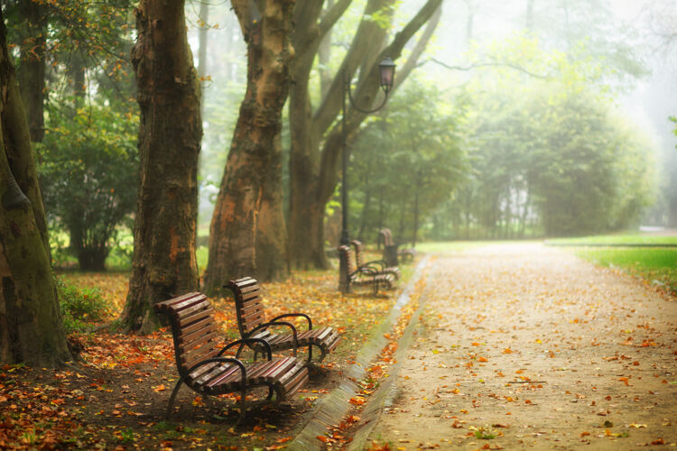 森林美丽的秋天公园有长凳黄金放松道路