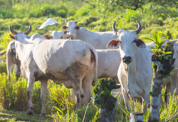 农业草原上的白牛动物放牧牛