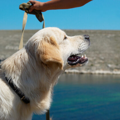 可爱金狗猎犬在海边的鞭子上坐着狗年轻