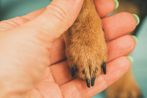动物宠物主人和宠物主人之间的信任和友谊的概念dog.dog爪子和手掌触摸关心可爱