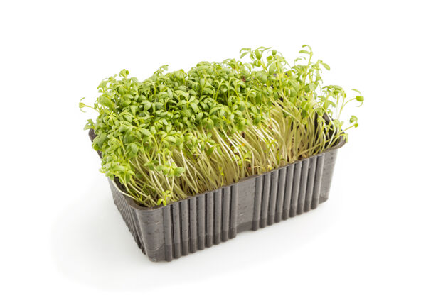 生长白色表面有绿色水芹芽的塑料盒背部蔬菜花园
