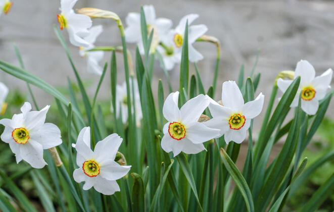 茎春天的白水仙花在花园里盛开柔软自然模糊