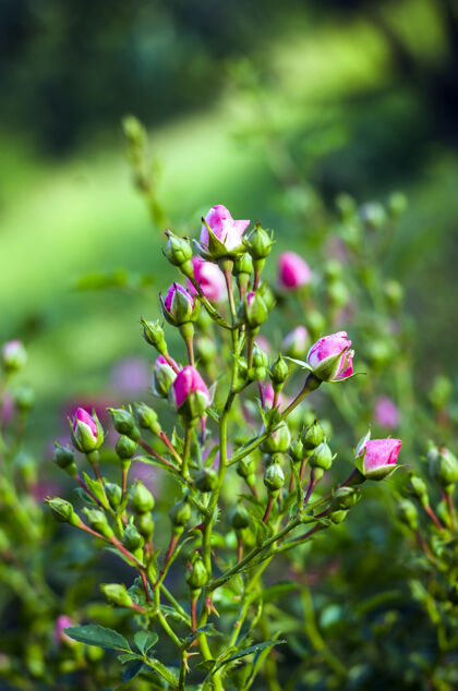 情人节在户外花园里开花的粉红色的小灌木玫瑰浪漫护理灌木