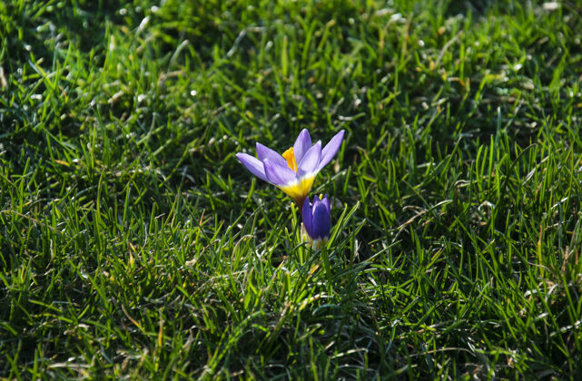新鲜美丽的春天紫色 白色 黄色的番红花在绿色的草坪上春天复活节特写