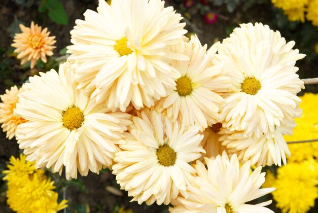开花一片黄白色的菊花地甘菊花自然