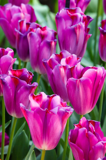 开花春天美丽的紫色郁金香（宏）植物学美丽头部