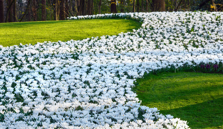 自然春天公园里美丽的白番红花景观公园春天