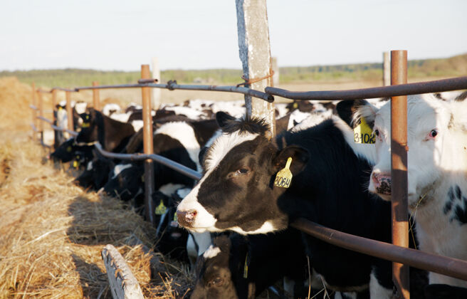 牲畜一群奶牛在农场里农村自然蓝色