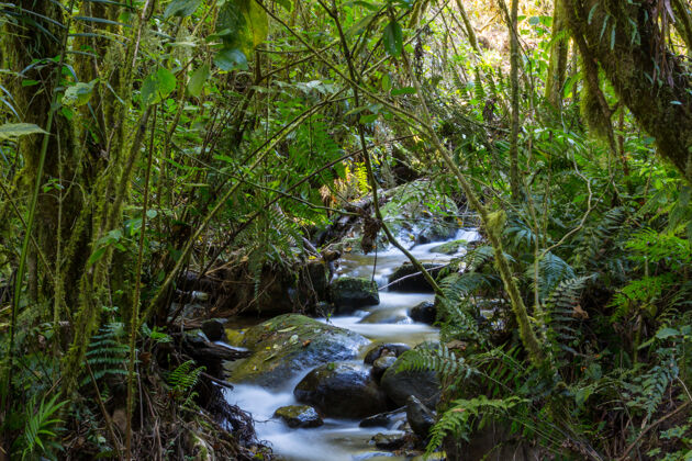 小溪美丽的溪水在雨林中流淌哥斯达黎加 中美洲荒野树干田园诗